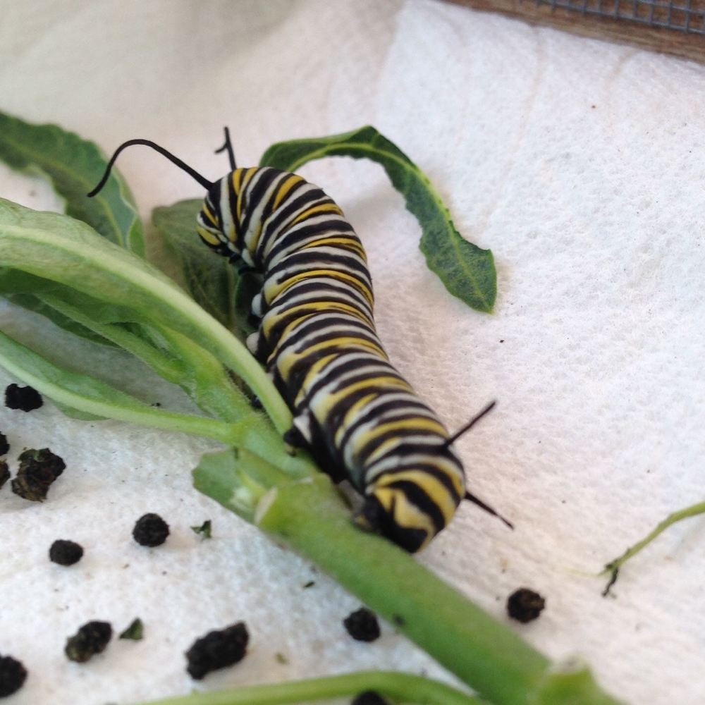 Meet your Posher, Raynel